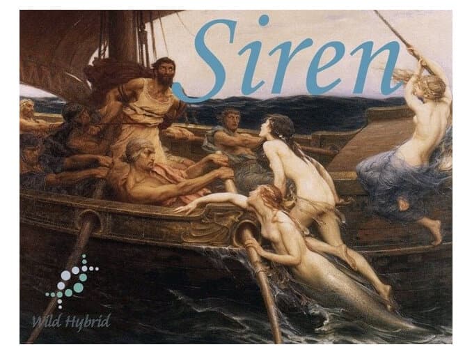 Siren - Wild Hybrid by Wild Hybrid