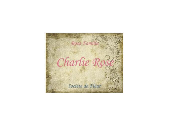 Charlie Rose by Wild Hybrid