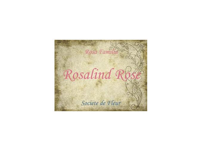 Rosalind Rose by Wild Hybrid