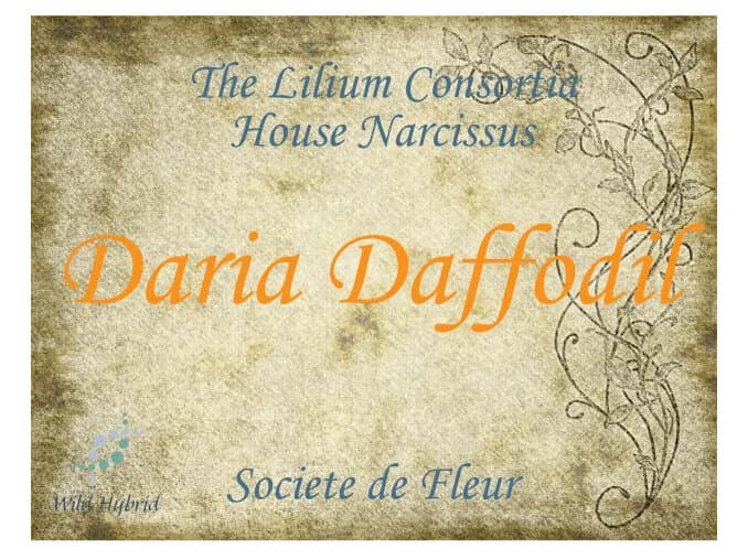 Daria Daffodil by Wild Hybrid