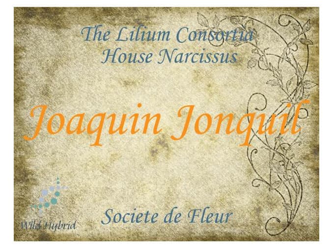 Joaquin Jonquil by Wild Hybrid