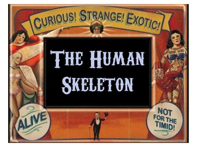 The Human Skeleton by Wild Hybrid