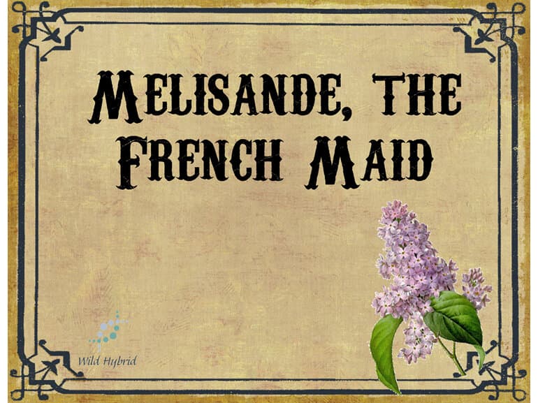 Melisande, The French Maid by Wild Hybrid