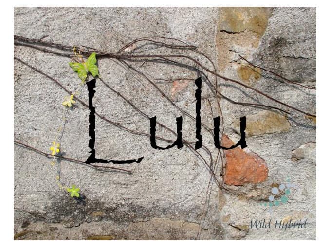 Lulu - Wild Hybrid by Wild Hybrid