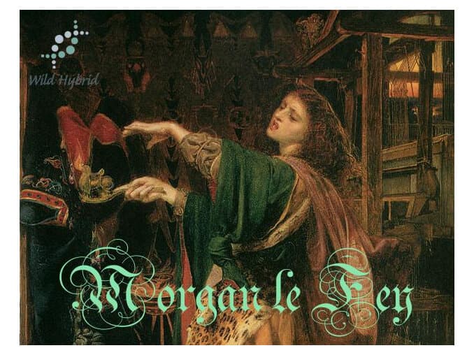 Morgan Le Fey by Wild Hybrid