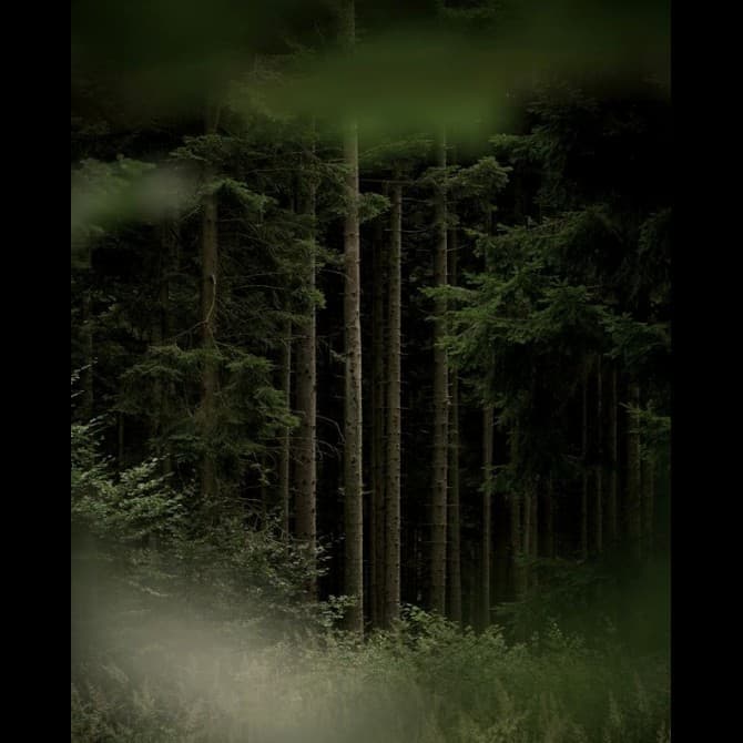 Lightless Forest by Fyrinnae
