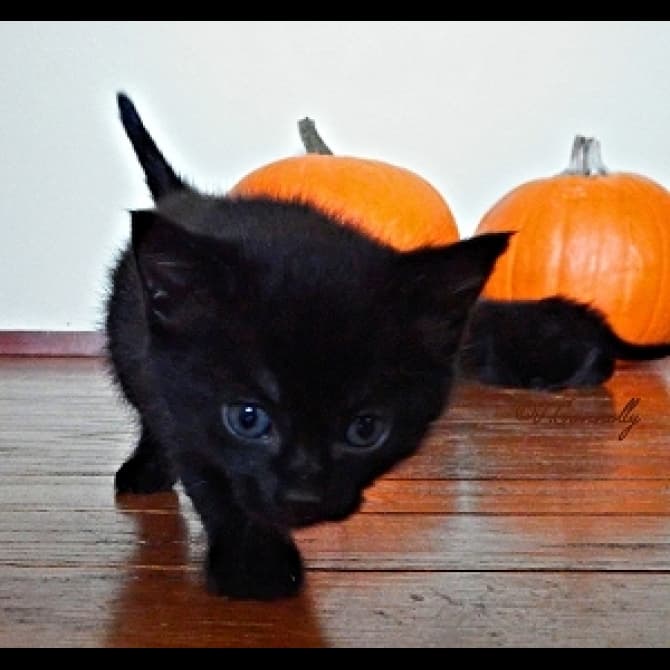 Lucky Black Cat by Fyrinnae