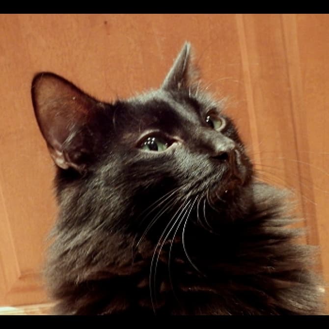 Maine Coon by Fyrinnae