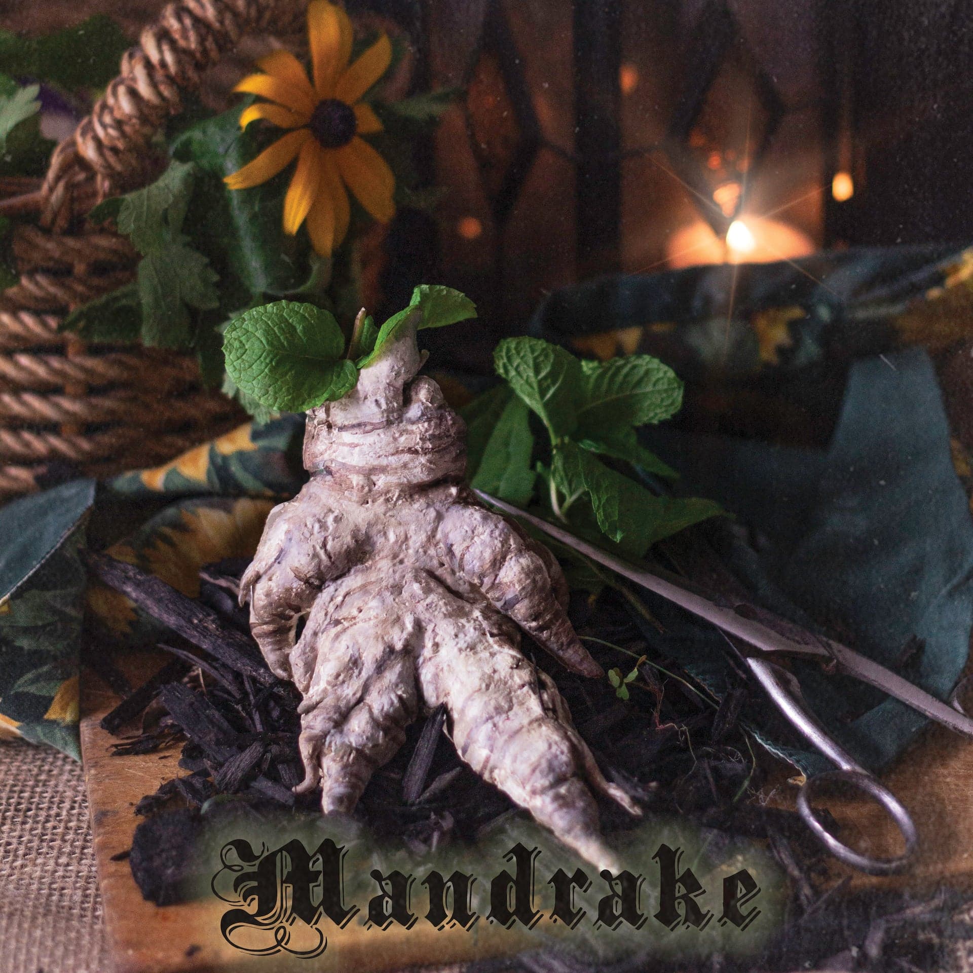 Mandrake - Stereoplasm by Stereoplasm